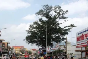 Cây cổ thụ bật gốc đè sập 2 cửa hàng điện máy