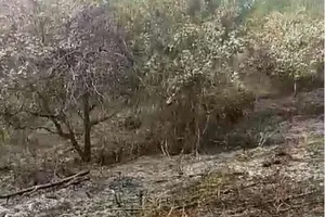 Nghi án bị chồng cũ phóng hỏa vườn điều 