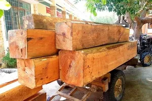 Điều tra dấu hiệu cán bộ tiếp tay lâm tặc ở Đắk Lắk 