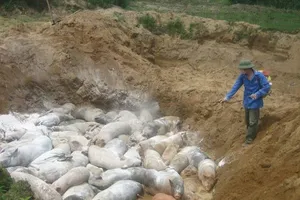 Xe tải chở 30 con heo bị dịch tả châu Phi đi bán?