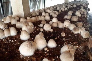 Hãy thử một lần, ăn nấm rơm đi bạn! 