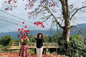 Đi tìm mùa hoa gạo bỏ quên ở núi rừng Quảng Nam 