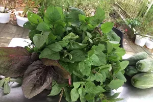 Đặc biệt 'rau dền' luộc với rau sam mọc sót