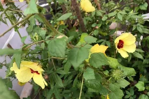 Lá rau chua nấu canh thanh mát ngày hè 