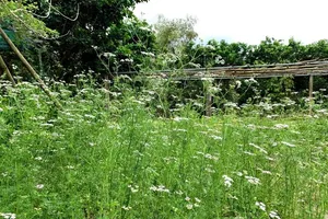 Nhìn thấy bụi mùi già, ngửi mùi hương nhớ ngoại