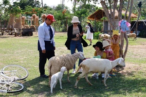 Thích thú với đồng cừu thân thiện ở Suối Tiên Cam Ranh