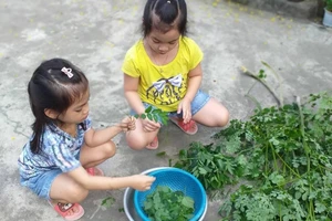 Ở Sài thành thèm chén canh chùm ngây quê nhà