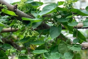 Ngửa cổ hái bông, nhớ câu hát 'dàn thiên lý đã xa...'