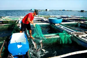 Về Ninh Thuận ra làng bè Đông Hải xem tắm cá