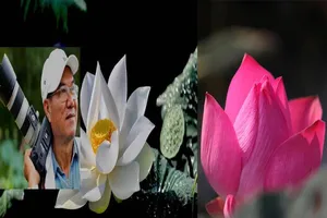 Ảnh sen Vu Lan 'Sanh Lão Bệnh Tử' của nghệ sĩ Thành Xuân Anh 