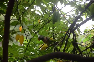 Thưa dần tiếng chim hót ở Sài thành