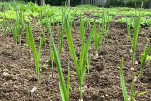 Đi thăm vườn xuân với muôn loài rau lại nhớ ngoại