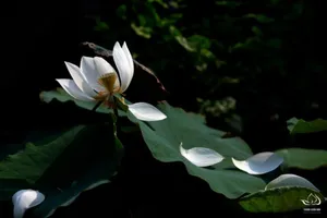 4 nhiếp ảnh gia triển lãm Online 67 tranh ảnh sen làm từ thiện mùa Vu Lan