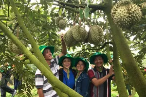 Phân bón Phú Mỹ: Bí quyết giúp cây dưa và sầu riêng ở miền Trung – Tây Nguyên có mùa bội thu