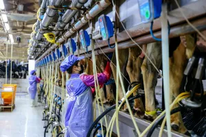 Quy trình vắt sữa kín hoàn hảo của TH true MILK