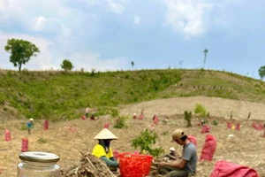 Hằng Thuận Tây Nguyên: Hành trình nâng tầm nghệ đỏ Kon Tum