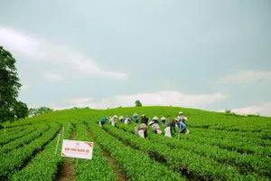 Làn gió mới cho vùng chè Thái Nguyên
