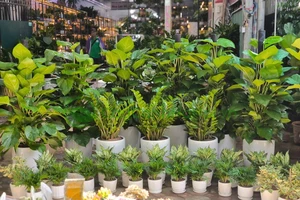 Cây xanh cho trường học - Điểm nhấn trang trí mùa khai giảng