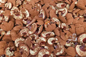 Kiểm chứng chất lượng nấm linh chi: Dữ liệu từ mô hình trồng quy chuẩn tại TP.HCM