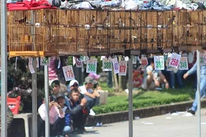 Chim chào mào Quảng Trị đoạt cúp vàng Cố đô