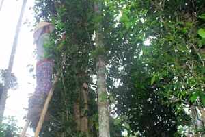 Vườn chè cổ thụ trăm tuổi Xứ Cùa