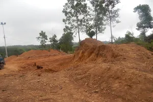 Bức tử thông là do... cam không kết trái?