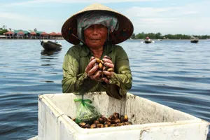 Chùm ảnh: Nhọc nhằn bắt trìa trên phá Tam Giang