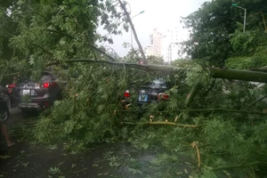 Cây gãy đè lên xe biển xanh, giao thông ùn tắc