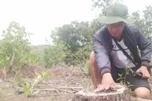 3.000 m2 rừng thông bị phá hoại, chính quyền không biết