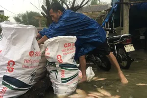 Nước mắt người nuôi cá lồng khi cơn lũ tràn về