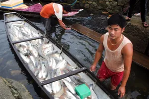 Cá lồng chết hàng loạt, dân nghi do thủy điện xả lũ