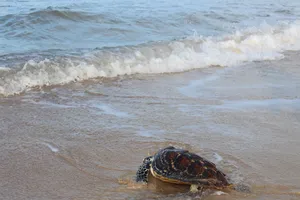 Thả con rùa cực quý về biển