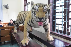 Bộ da hổ nhồi bông trên xe khách Bắc-Nam