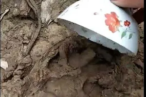 Báo hoa mai xuất hiện, 13 con dê mất tích