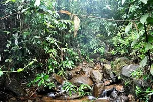 Nam thanh niên chết trong thế treo cổ trên cây sung