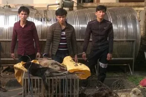Đáng đời 4 'cẩu tặc' bị tóm gọn khi đang rao bán chó 
