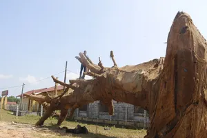 Kiểm lâm Huế xác minh 3 cây khủng đồn của tướng công an