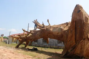 Vụ cây 'khủng': Đang chờ xác minh từ địa phương