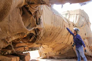 Toàn cảnh vụ cây 'khủng' bị giữ tại Thừa Thiên-Huế