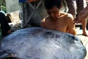 Ngư dân câu được cá 'khủng' 32 kg nghi cá mặt trăng