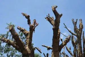 Vụ 3 cây 'khủng': Chưa cấp phép vận chuyển vì chưa hạ tải