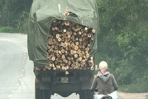 Nhiều tài xế không có bằng lái xe, chở hàng quá khổ