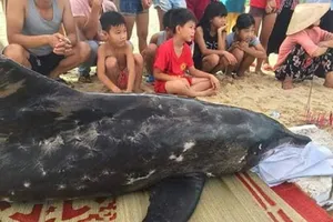 Người dân túc trực bên cá heo sau nhiều lần giải cứu bất thành