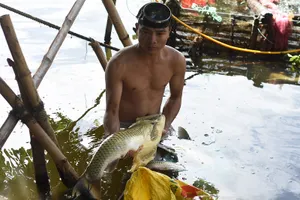 Thủy điện tăng cường xả nước cứu cá trên sông Bồ