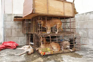 Gắn biển giả đi bán 9 con chó vừa trộm