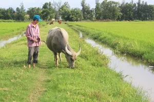 Thông tin mới vụ thu phí trâu bò ăn cỏ ở Quảng Bình