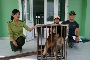 Giải cứu khỉ đuôi lợn quý hiếm bị rao bán trên mạng