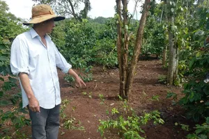 Con bò bị kẻ gian cắt mất... 4 chân trong đêm