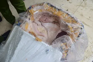 Bắt xe khách chở 2,5 tấn nội tạng không rõ nguồn gốc