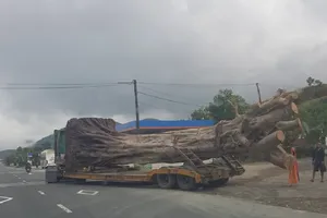 Không bằng lái, tài xế vẫn chở cây 'khủng' trên quốc lộ 1A